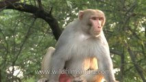 Monkeys-Delhi-26