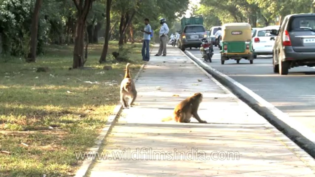 Monkeys-Delhi-7