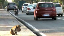 Monkeys-Delhi-8