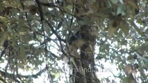 Mussoorie-Bird-HDV-tape-11-2