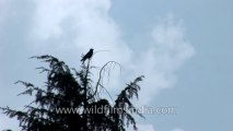 Mussoorie-Bird-HDV-tape-12-1