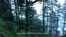 Mussoorie-Dalai lama-pine trees-3