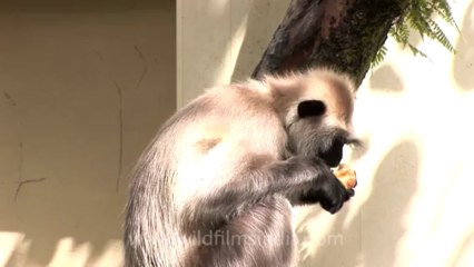 Mussoorie-Dalai lama-Monkey-2