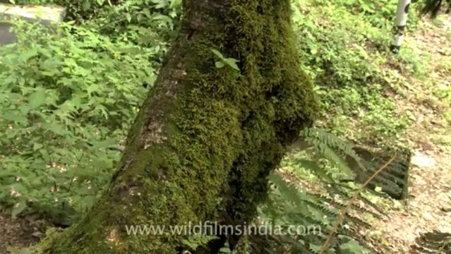 Mussoorie-Dalai lama-moss-1