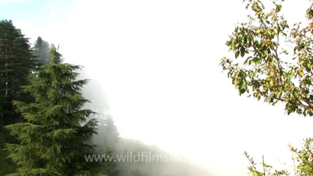 Mussoorie-Dalai lama-pine trees-2