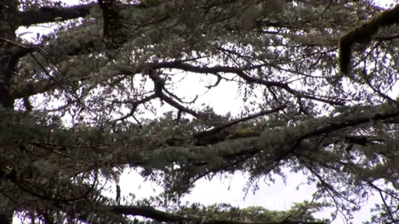 Mussoorie-Dalai lama-pine trees
