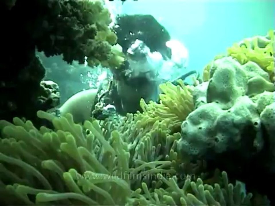 Scuba diver-4
