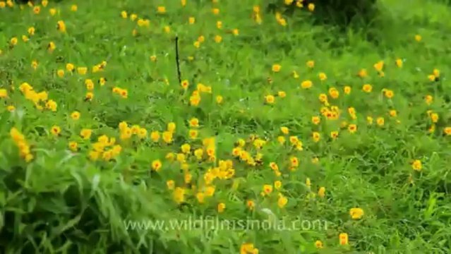 Pune-Mahabaleshwar-wild flower-1