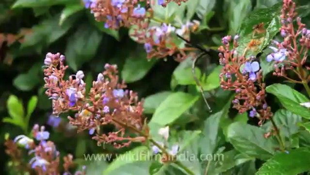Pune-Mahabaleshwar-wild flower-11