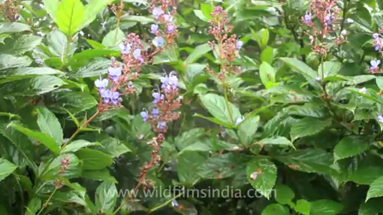 Pune-Mahabaleshwar-wild flower-12