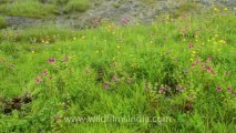 Pune-Mahabaleshwar-wild flower-16