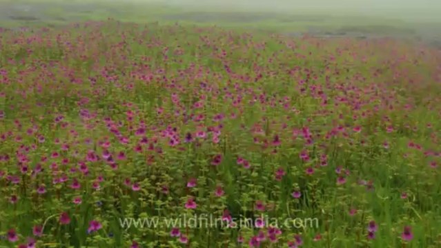 Pune-Mahabaleshwar-wild flower-18