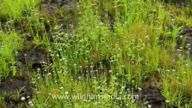 Pune-Mahabaleshwar-wild flower-19