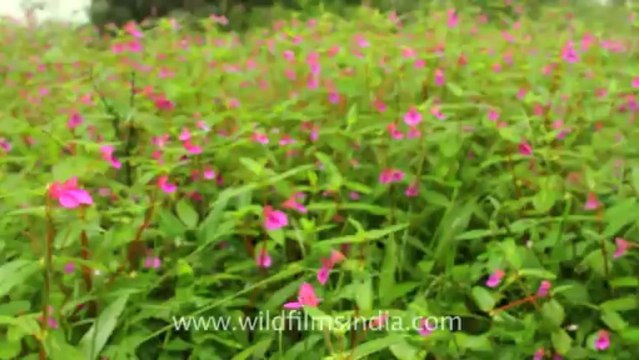 Pune-Mahabaleshwar-wild flower-21