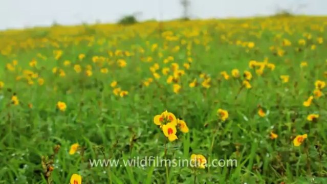 Pune-Mahabaleshwar-wild flower-3