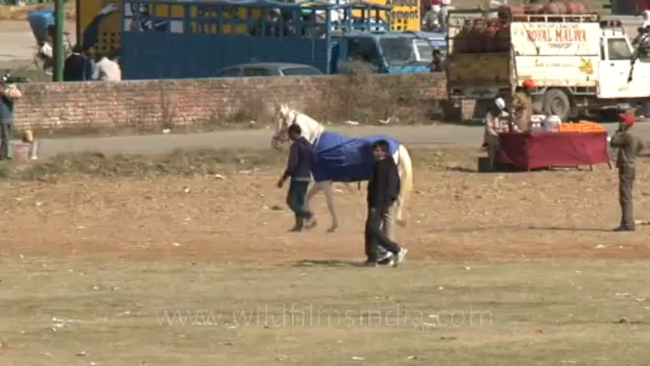 Rural-olympics-46