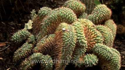 Sikkim-Cactus-HDV-543-1-10