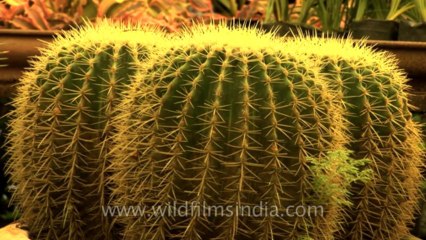Sikkim-Cactus-HDV-543-1-17