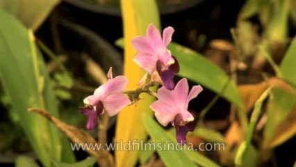 Sikkim-flowers-HDV-542-3-12
