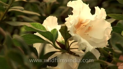 Sikkim-flowers-HDV-542-3-14