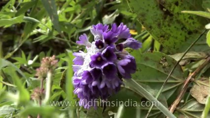 Sikkim-River-HDV-539-8-1