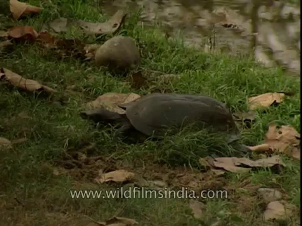 Turtle-corbett-DB-147-5