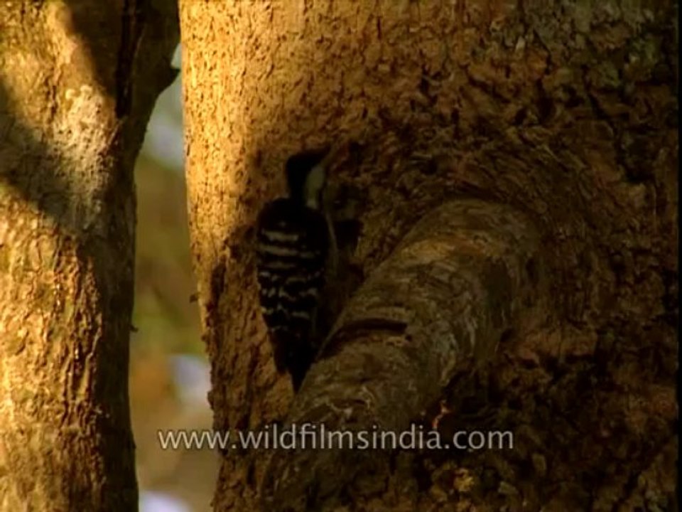 Woodpecker-corbett-DB-147-12