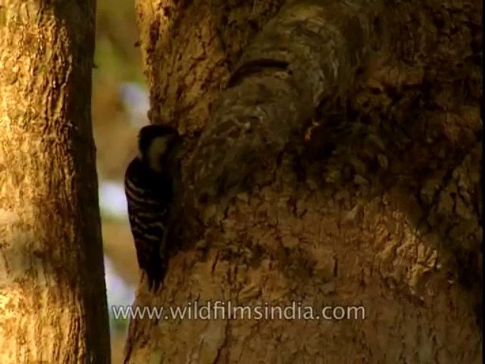 Woodpecker-corbett-DB-147-13