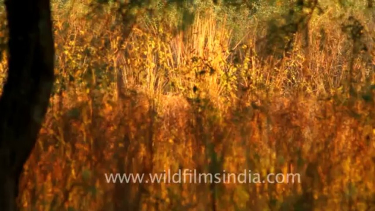 Bharatpur-30