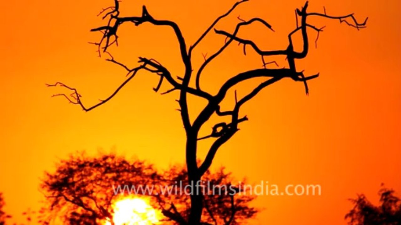 Bharatpur-31