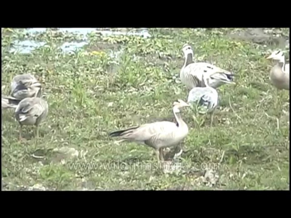 Bird-dvd-84-1