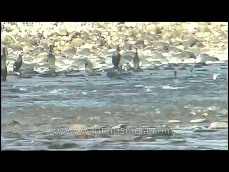 Bird-dvd-84-4