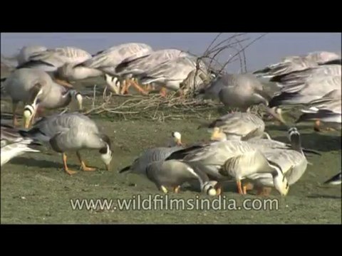 Birds-Bar Headed Geese-DVD-114-1