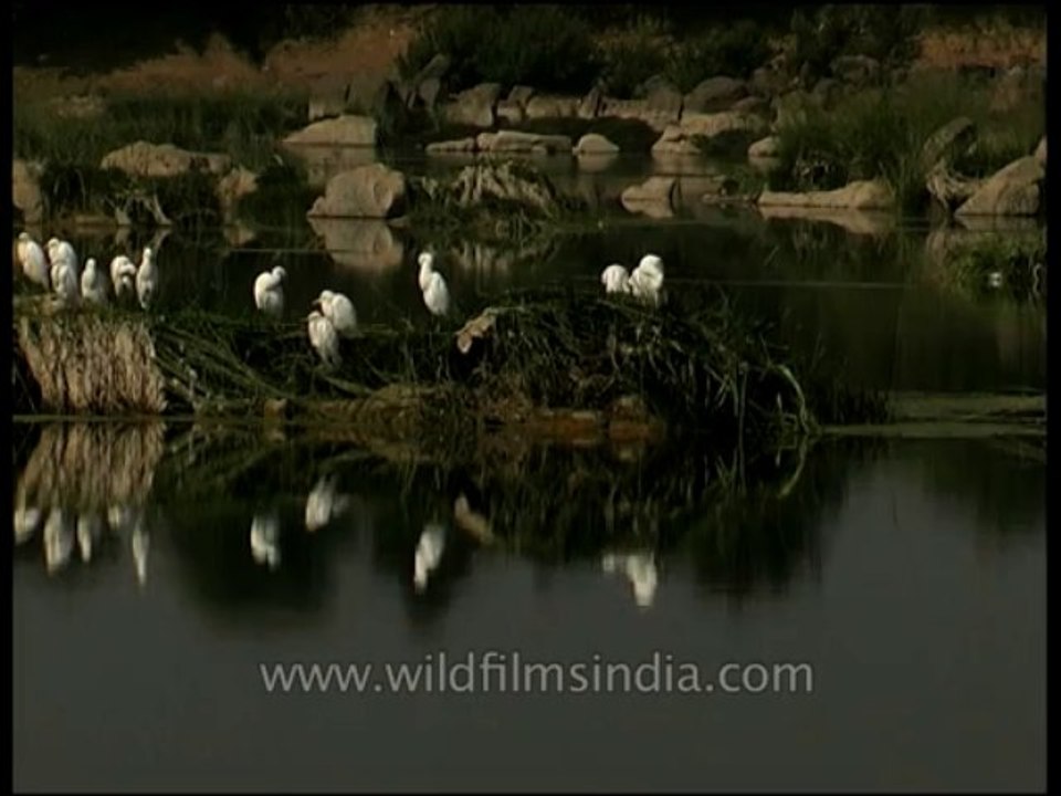 Birds-egrets-dvd-97-1