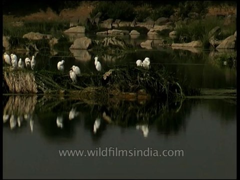 Birds-egrets-dvd-97-1