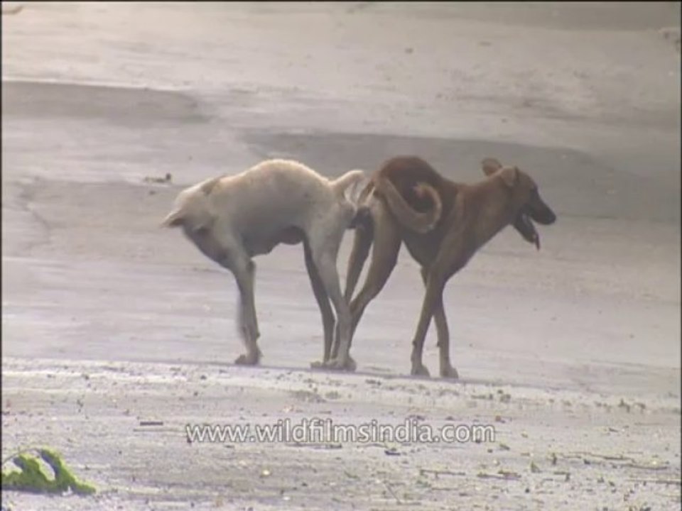 Delhi-dog mating-mdv-802-3