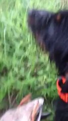 Education d'un Jagd Terrier au rapport à l'eau