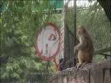 Delhi-mdv-803-Monkey-2