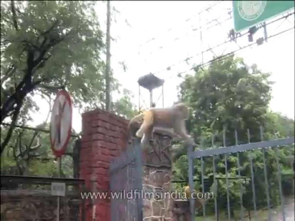 Delhi-mdv-803-Monkey-5