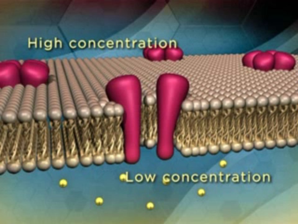 04 - Neurons and Synapses