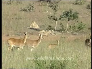 DVD-65-wildlife-deer-5-2