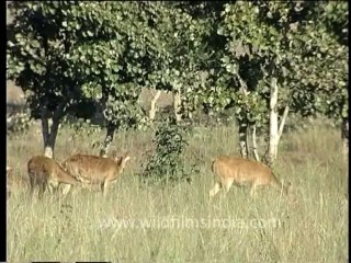 DVD-65-wildlife-deer-5-3