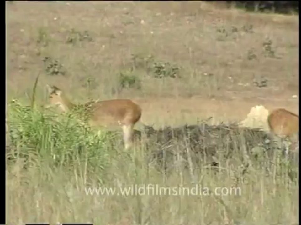 DVD-65-wildlife-deer-5-4