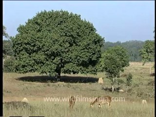 DVD-65-wildlife-deer-5-6