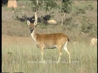 DVD-65-wildlife-deer-5-8