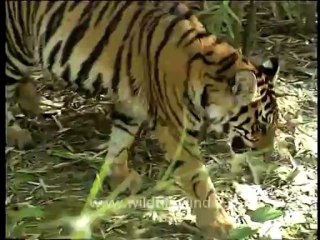 DVD-65-wildlife-tiger-5-6