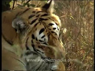 DVD-65-wildlife-tiger-5-8
