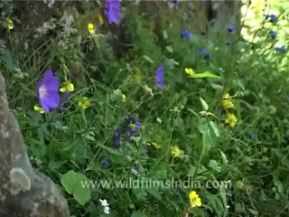 DVD-69-flora-wildflowers-1-1