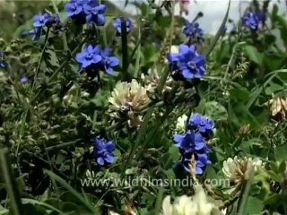 DVD-70-flora-wildflowers-2-4