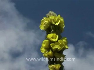 DVD-70-flora-wildflowers-2-5